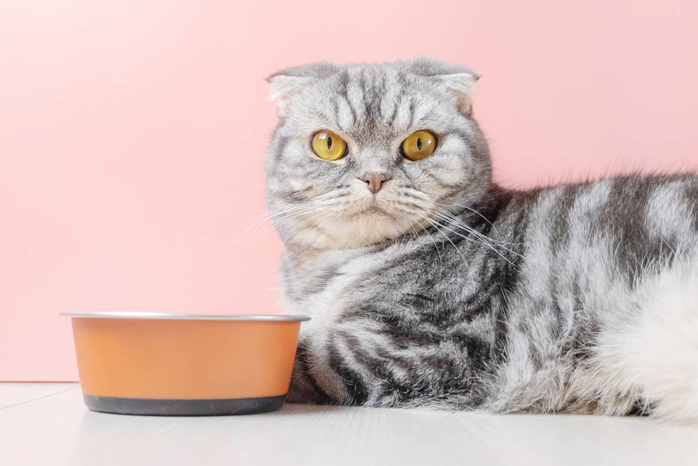 Можно ли смешивать разные сухие корма для кошек?