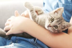 Почему кошки мнут лапами? Разбираем кошачьи «массажные» привычки