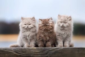 Какую кошку лучше завести: выбираем питомца, который подойдет именно вам