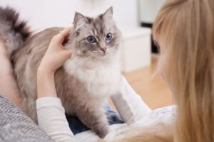 Какие аминокислоты должны быть в качественном корме для кошек?