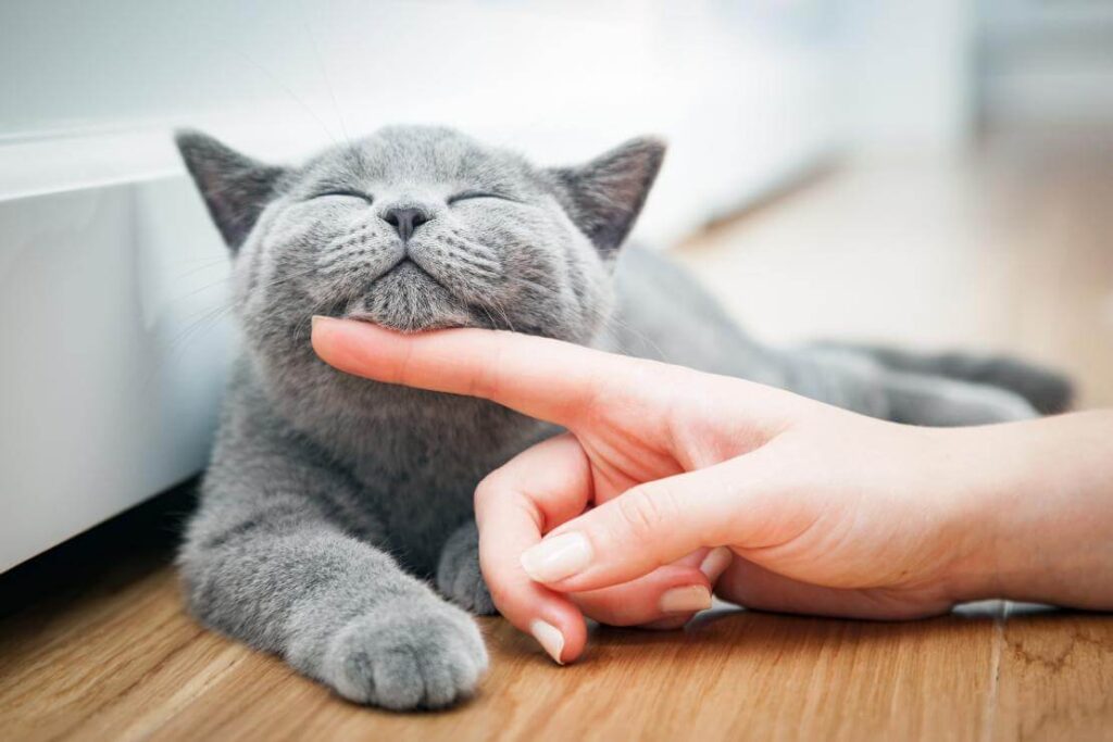 Какие аминокислоты должны быть в качественном корме для кошек?