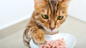 Чем правильно кормить кошек, часто бывающих на улице?