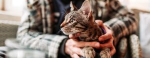 Как выбрать корм для кошек, склонных к стрессу?