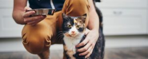 Зачем размачивать сухой корм для кошек?