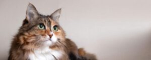 Можно ли смешивать разные сухие корма для кошек?