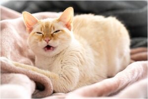 Как правильно хранить сухой кошачий корм?