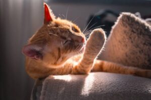Какую кошку лучше завести: выбираем питомца, который подойдет именно вам