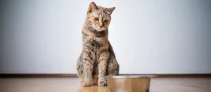 Почему корм для кошек не должен содержать искусственные красители?