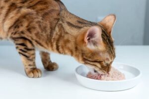 Что делать, если кошка ест только влажный корм?