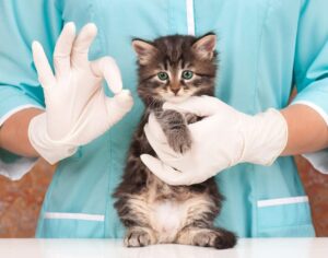 Лучшие корма для поддержания иммунной системы кошек