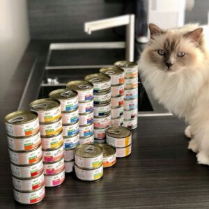 Что делать, если кошка ест только влажный корм?
