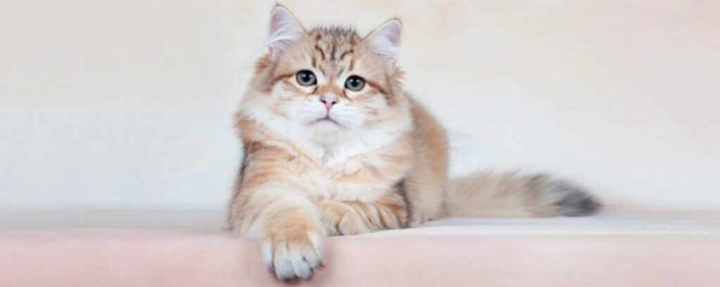 Чем отличаются корма для привередливых кошек от обычных кормов?
