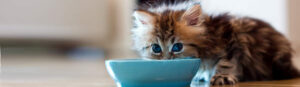 Лучшие корма для поддержания иммунной системы кошек