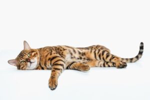 Какие аминокислоты должны быть в качественном корме для кошек?
