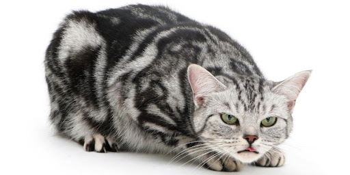 Почему коты боятся огурцов?
