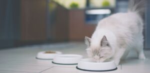 Зачем размачивать сухой корм для кошек?