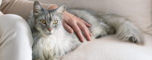 Чем отличаются корма для привередливых кошек от обычных кормов?